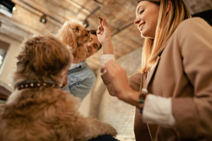 Actividades en una guardería para perros