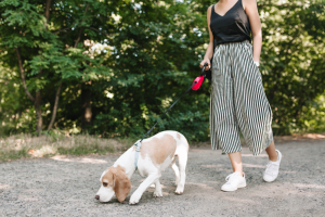 Empleo de paseador de perros