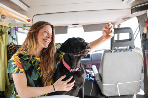 Transporte de mascota en Panamá para mascotas mayores