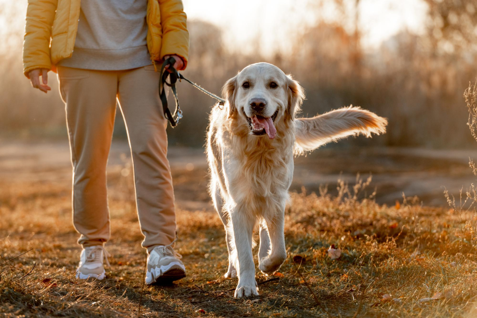 Qué se necesita para un empleo de paseador de perros