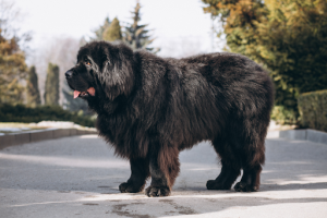 Perro de raza grande - Guardería para perros