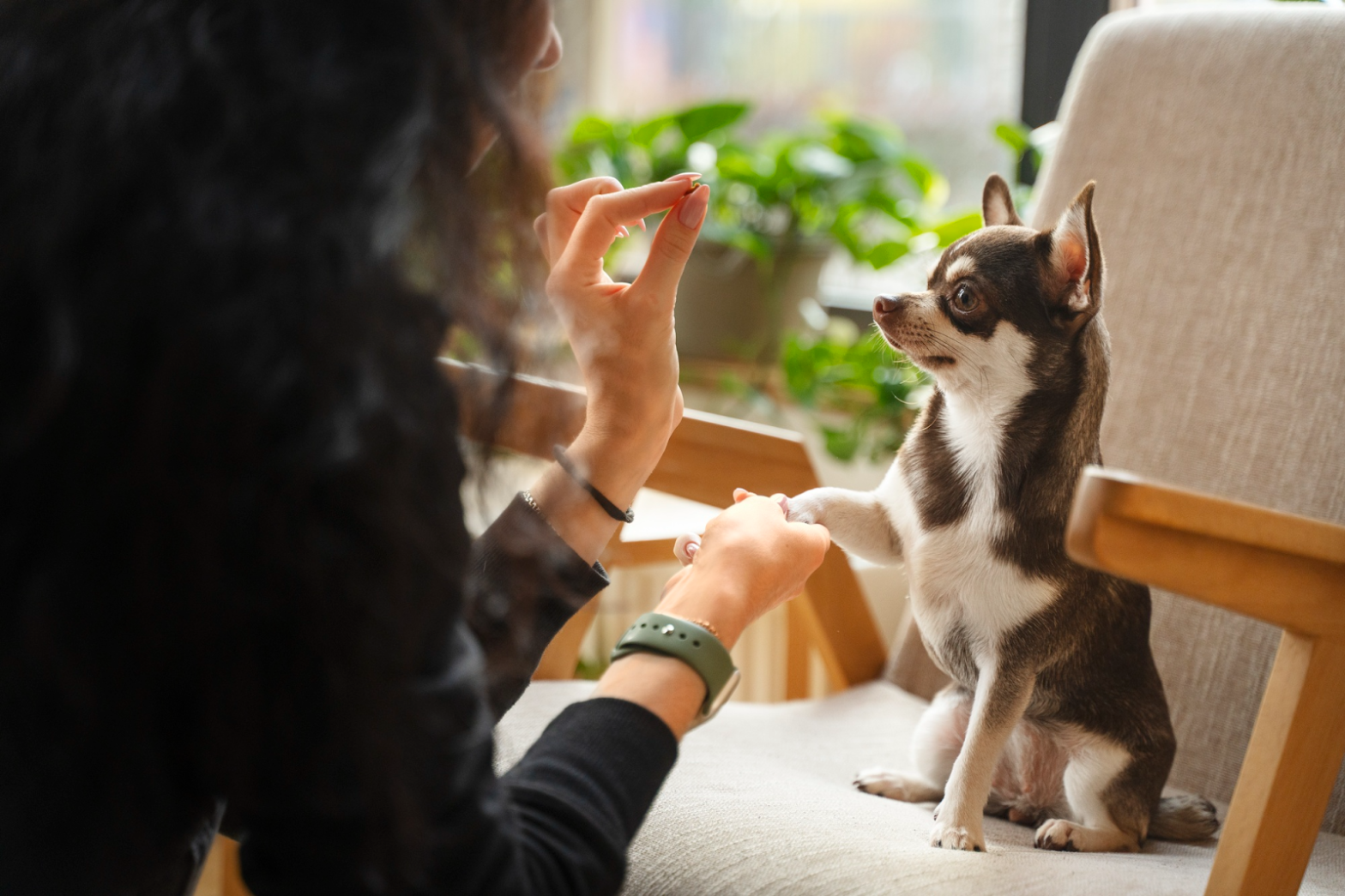 Chihuahua sentado en un sillón, dando la patita a un cuidador de mascotas a cambio de un snack