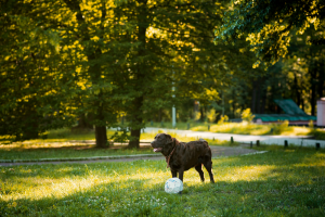 Perro negro jugando con una pelota en el parque - Paseador de perros empleo