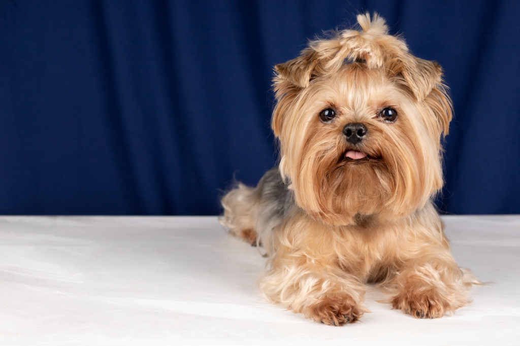 Yorkshire terrier con la lengua afuera, echado sobre un colchón blanco.