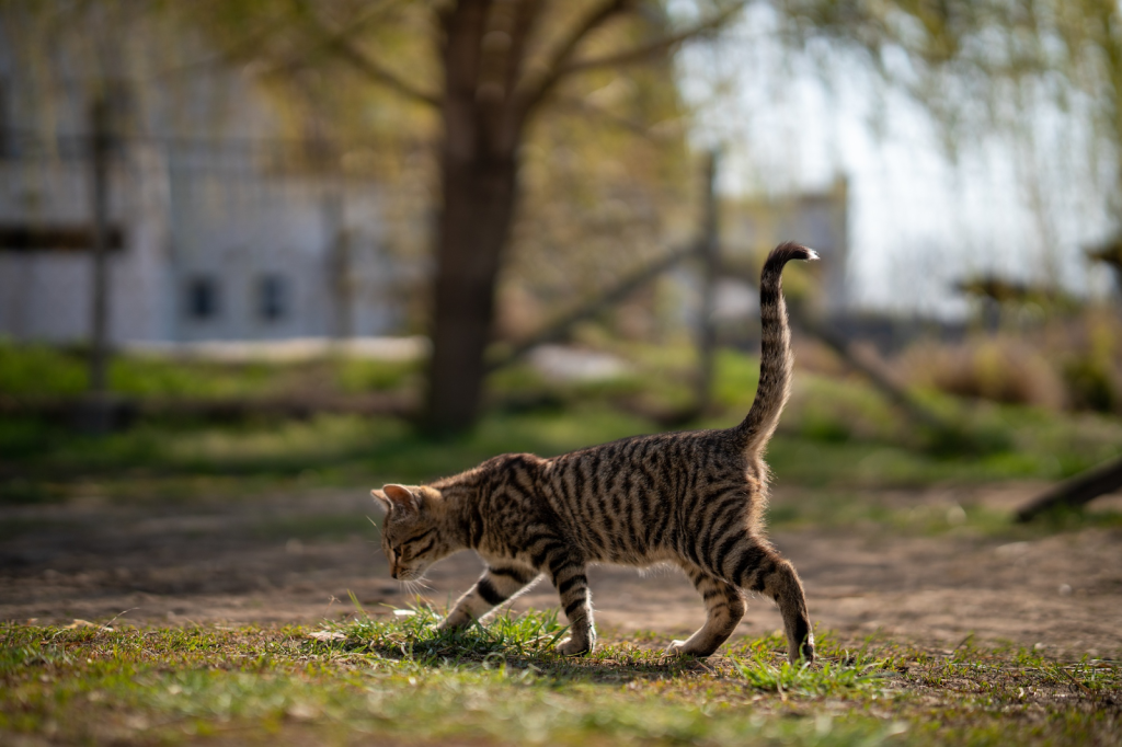 Gato atigrado con la cola levantada, explorando la naturaleza
