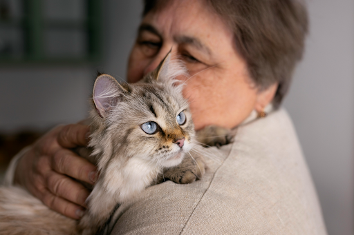 Gato en brazos de su cuidadora
