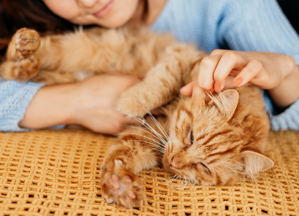 Gato naranja “amasando” en brazos de sus cuidadores de mascotas