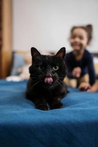 Gato negro sobre una cama - Servicio para mascota