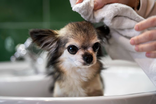 Imagen de un cachorro en una bañera que espera su servicio de baño a domicilio.