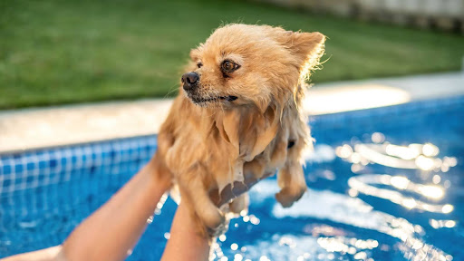 perro asustado frente a una piscina con su cuidador de perros