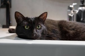 un gato negro acostado en un lavamanos, esperando su servicio de baño