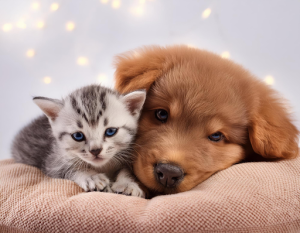 Cachorros de gato y perro juntos en un almohadón, en una guardería para perros y gatos