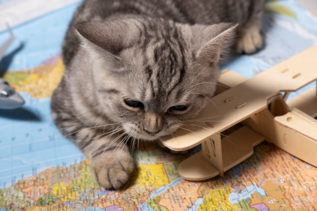 Gato atigrado acostado sobre un mapa, jugando con un avión de madera - Hotel para perros y gatos en Panamá