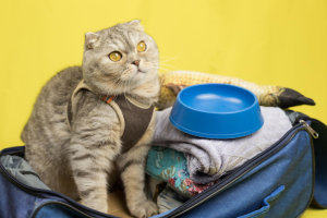 Gato atigrado sentado dentro de una maleta con ropa, su comedero y un pescado de juguete - Hotel para perros y gatos en Panamá