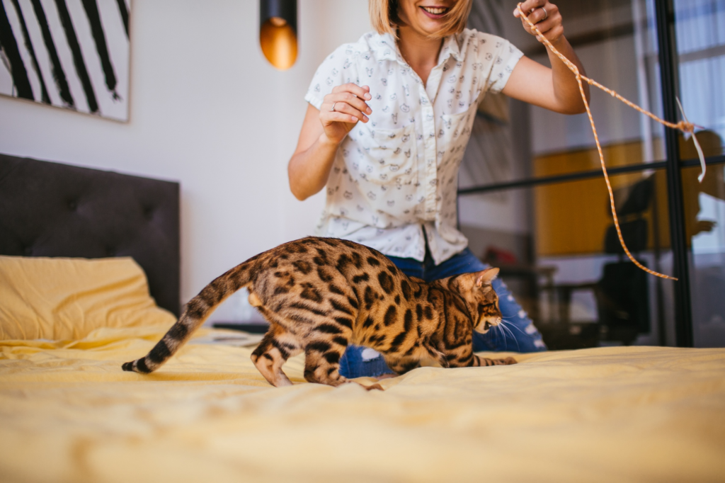 Gato bengalí jugando con una cuerda en una guardería para perros y gatos en Panamá