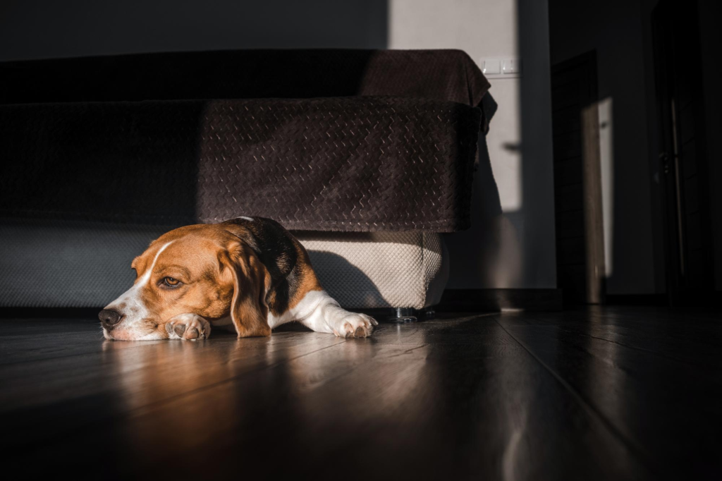 Perro beagle echado en el suelo de su casa, con expresión triste - Guardería para perros