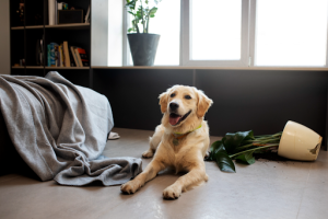 Perro golden retriever en su casa, echado junto a una cama deshecha y una maceta rota - Guardería para perros en Panamá