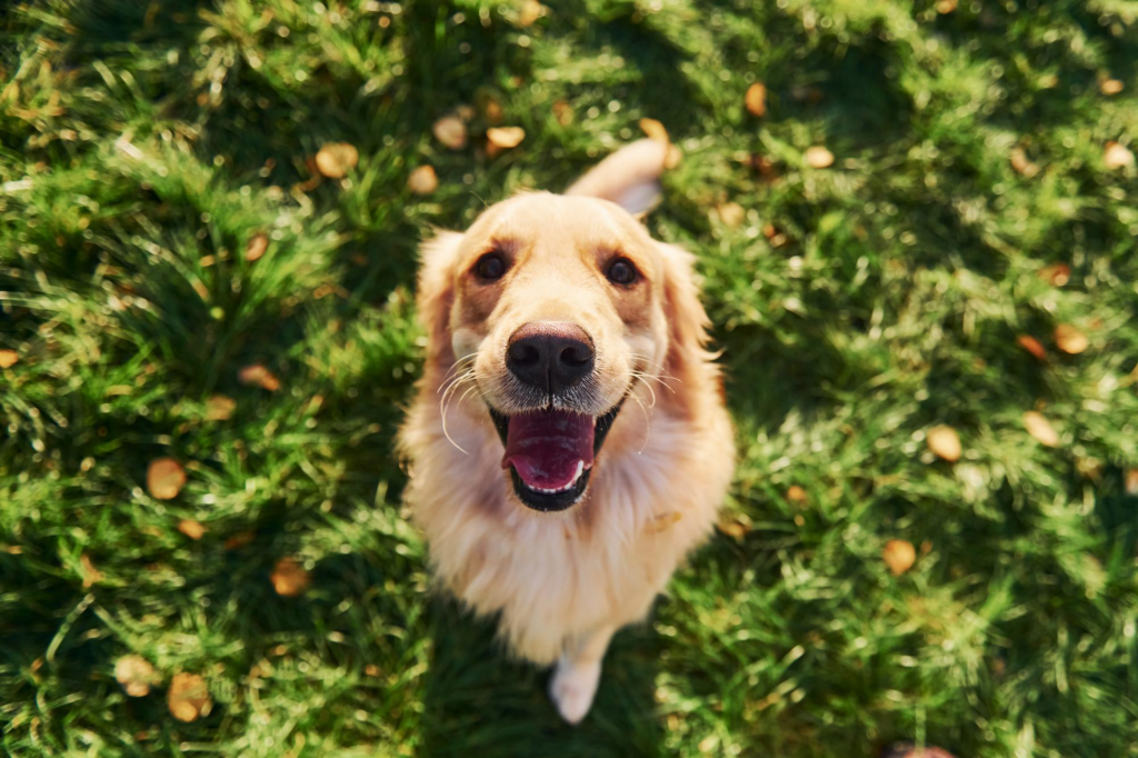 Perro golden retriever en un parque, sentado y feliz mientras observa a su cuidador de perros
