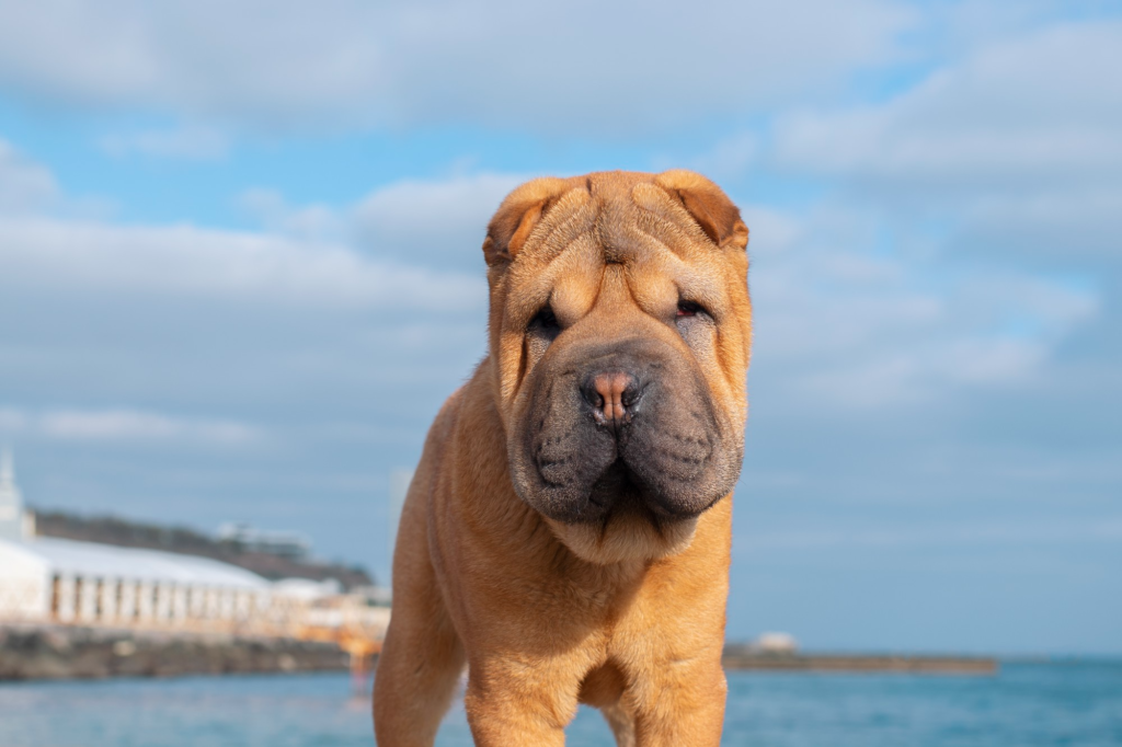 Primer plano de un perro shar pei, con un fondo desenfocado que muestra el mar, la costa y un edificio blanco - Hotel para perros y gatos en Panamá