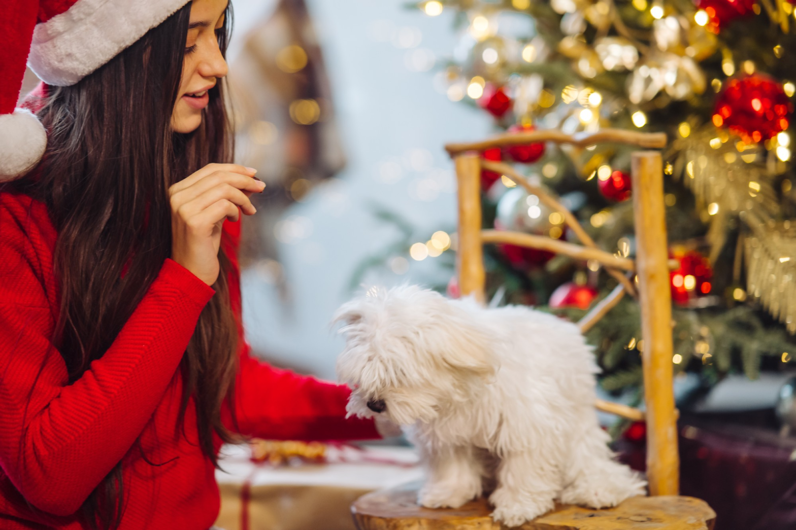 Mujer con gorro navideño jugando con su mascota frente a un árbol de Navidad, ideal para familias con mascotas en Panamá.