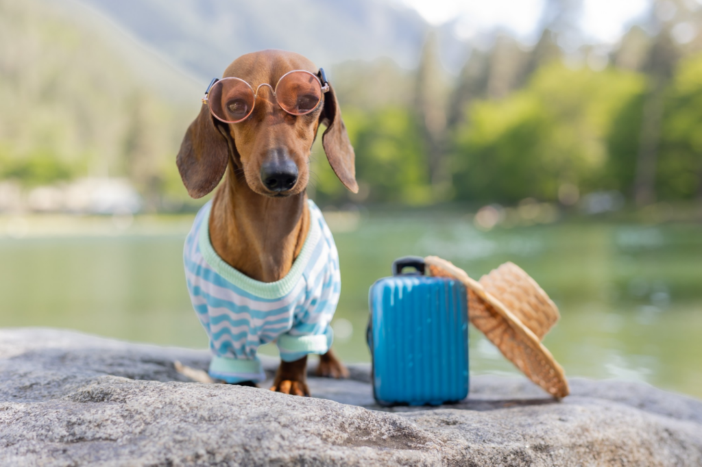 Perro salchicha vestido con ropa de verano, gafas y una maleta, representando la necesidad de documentos para viajar con mascotas