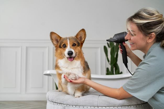 Corgi feliz recibiendo un servicio de peluquería canina a domicilio, resaltando la practicidad de cuidar a tu mascota sin salir de casa.