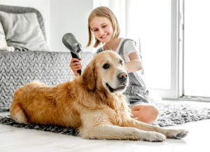 Golden Retriever recibiendo un secado después del baño, ilustrando cómo una peluquería canina en Panamá puede ayudar a mantener el pelaje brillante y sin enredos.
