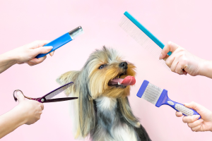 Perro Yorkshire Terrier rodeado de herramientas de aseo, representando la importancia de un baño y peluquería canina regular para mantener su pelaje saludable.