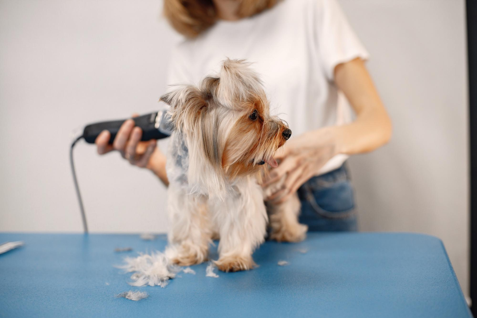 Profesional de peluquería canina en Panamá realizando un corte a un perro pequeño, mostrando la importancia de la higiene y el mantenimiento del pelaje.