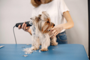 Profesional de peluquería canina en Panamá realizando un corte a un perro pequeño, mostrando la importancia de la higiene y el mantenimiento del pelaje.
