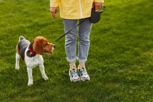 Paseador de perros para pasear a tu perro en Panamá.