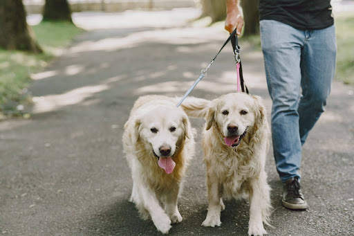 cuáles son las mejores horas para pasear a un perro